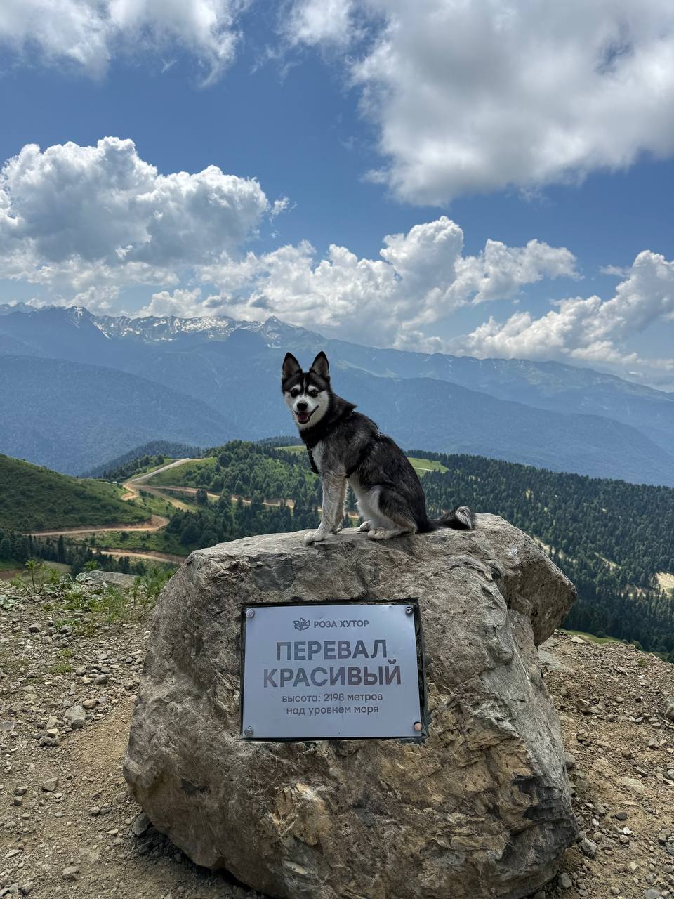 Оушен на камне на фоне гор